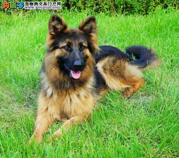 猫咪瞳孔看不见:揭开隐藏的健康警报